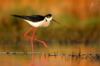 Pisila caponoha - Himantopus himantopus - Black-winged Stilt 6818